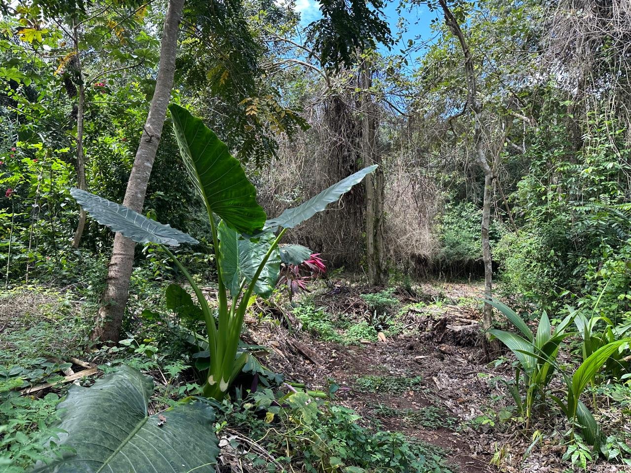 LOT FOR SALE – CARRETERA & COSTERA LOT, BACALAR, Q. ROO
